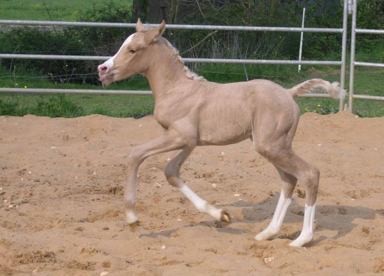 jument palomino DSA loudjil9
