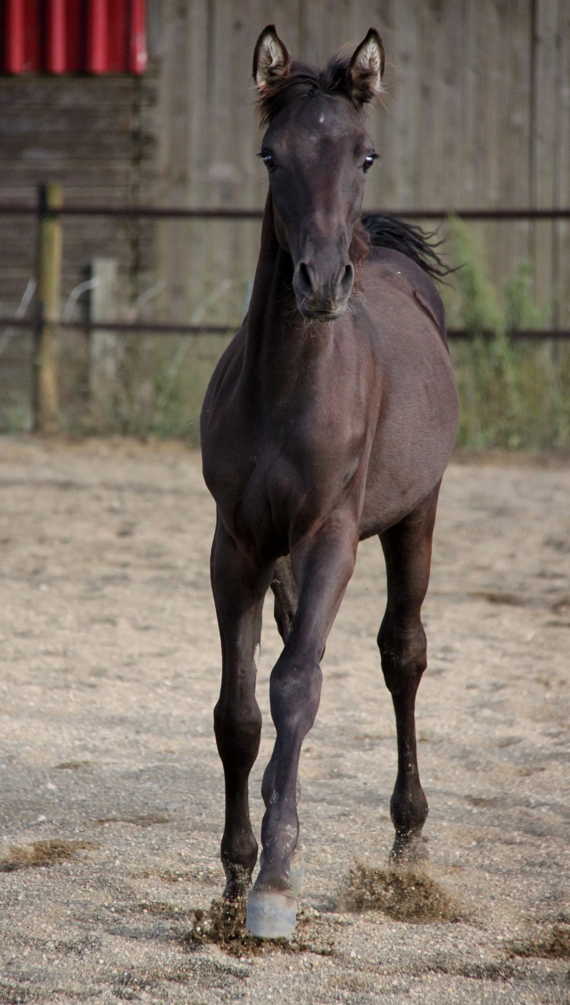 Paolan de loudjil 10