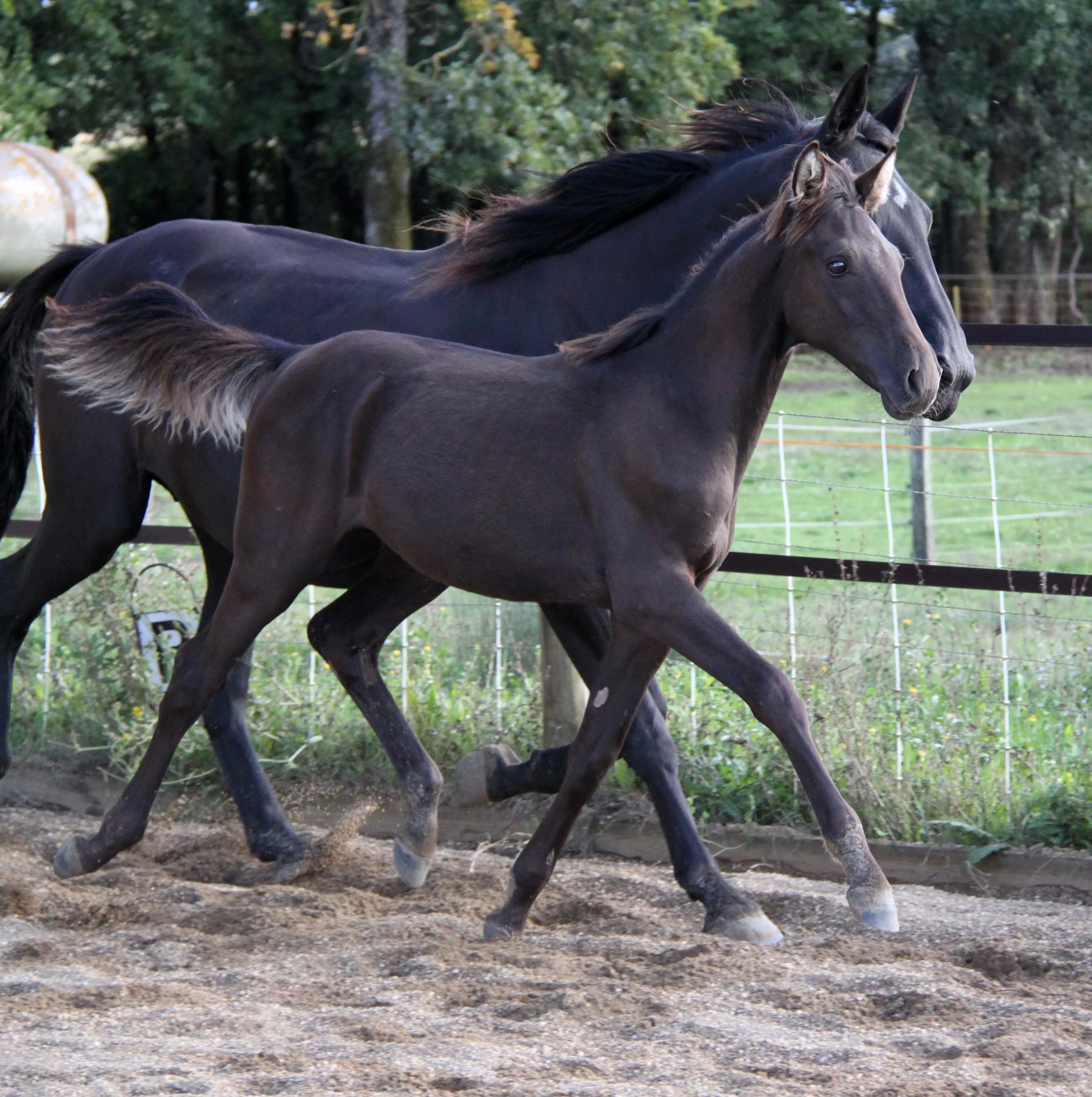 Paolan de loudjil 11