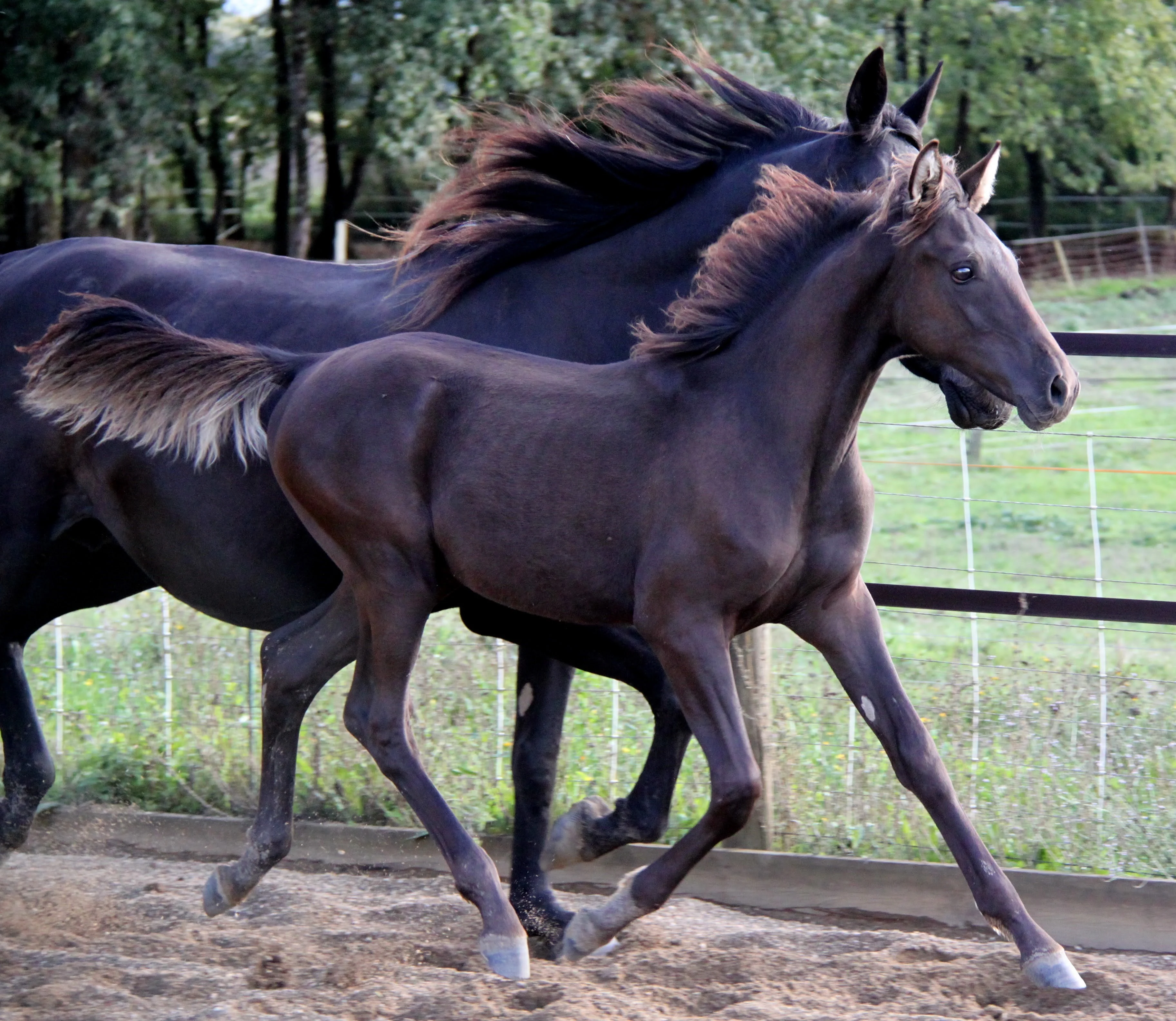 Paolan de loudjil 12