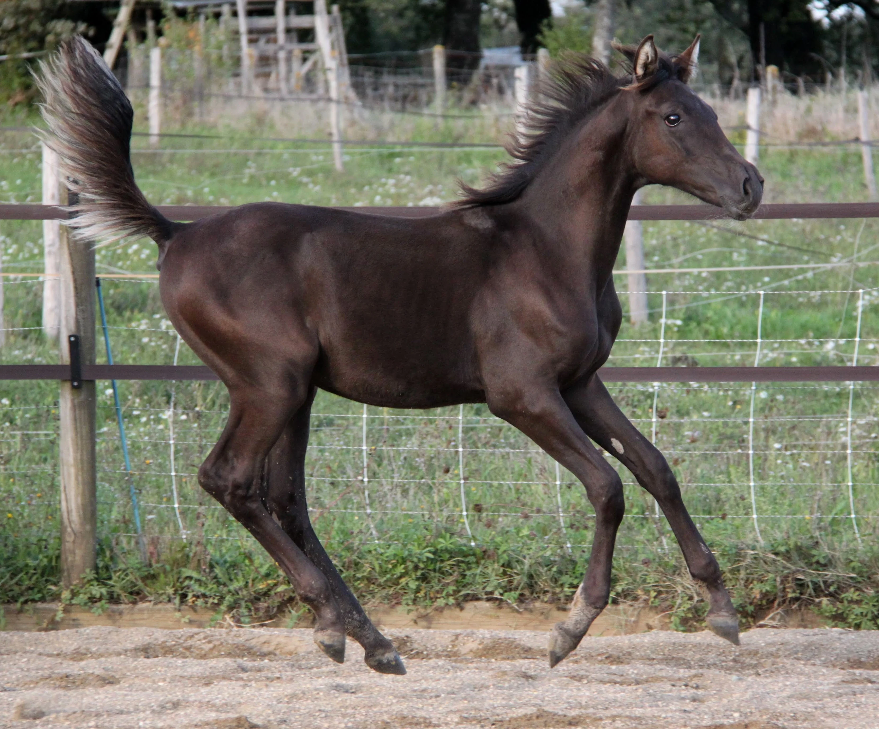 Paolan de loudjil 8