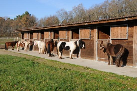 Cavalerie poney de loudjil