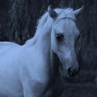 Alaska ecurie de loudjil