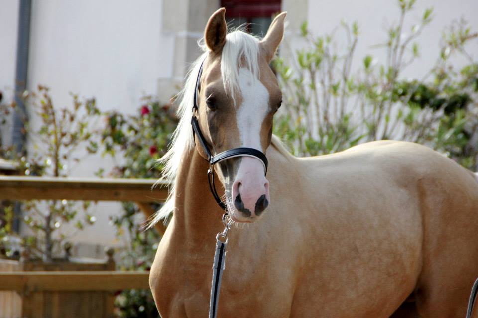 bohran de loudjil 2ans