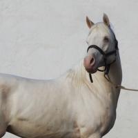 darkam de loudjil arabe crème15