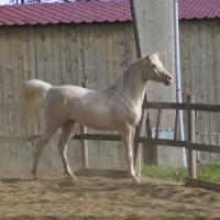 darkam de loudjil arabe crème3