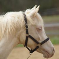 darkam de loudjil étalon dsa crème