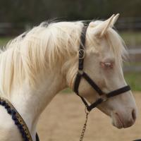 darkam de loudjil étalon dsa crème1