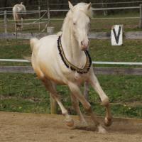 darkam de loudjil étalon dsa crème2