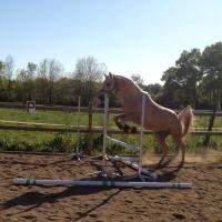 dsa palomino étalon écurie de loudjil obstacle