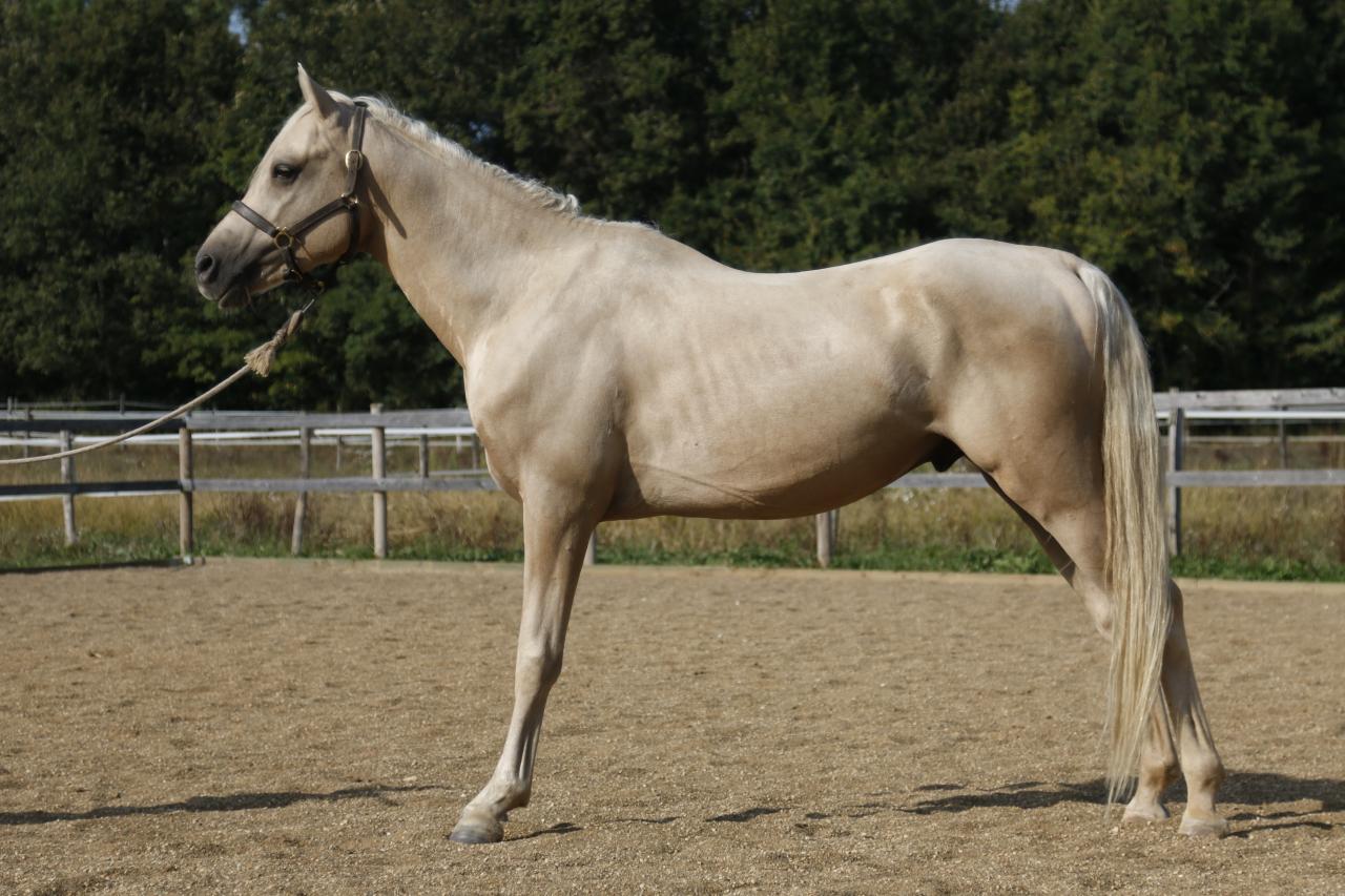 étalon arabe  palomino ecurie de loudjil