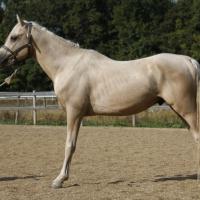 étalon arabe  palomino ecurie de loudjil
