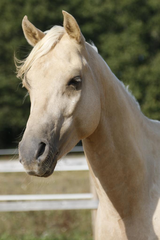 étalon arabe  palomino ecurie de loudjil1