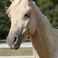 étalon arabe  palomino ecurie de loudjil1