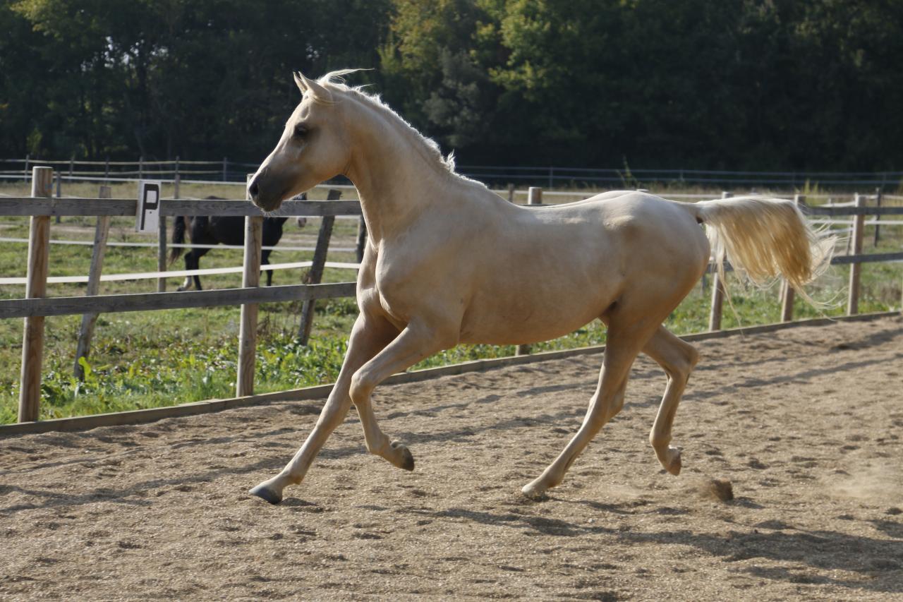 étalon arabe  palomino ecurie de loudjil10