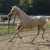 étalon arabe  palomino ecurie de loudjil10