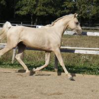 étalon arabe  palomino ecurie de loudjil11