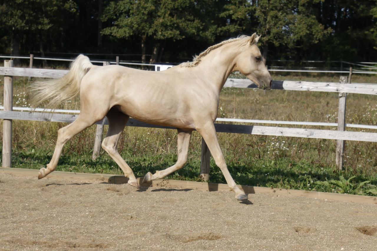 étalon arabe  palomino ecurie de loudjil11