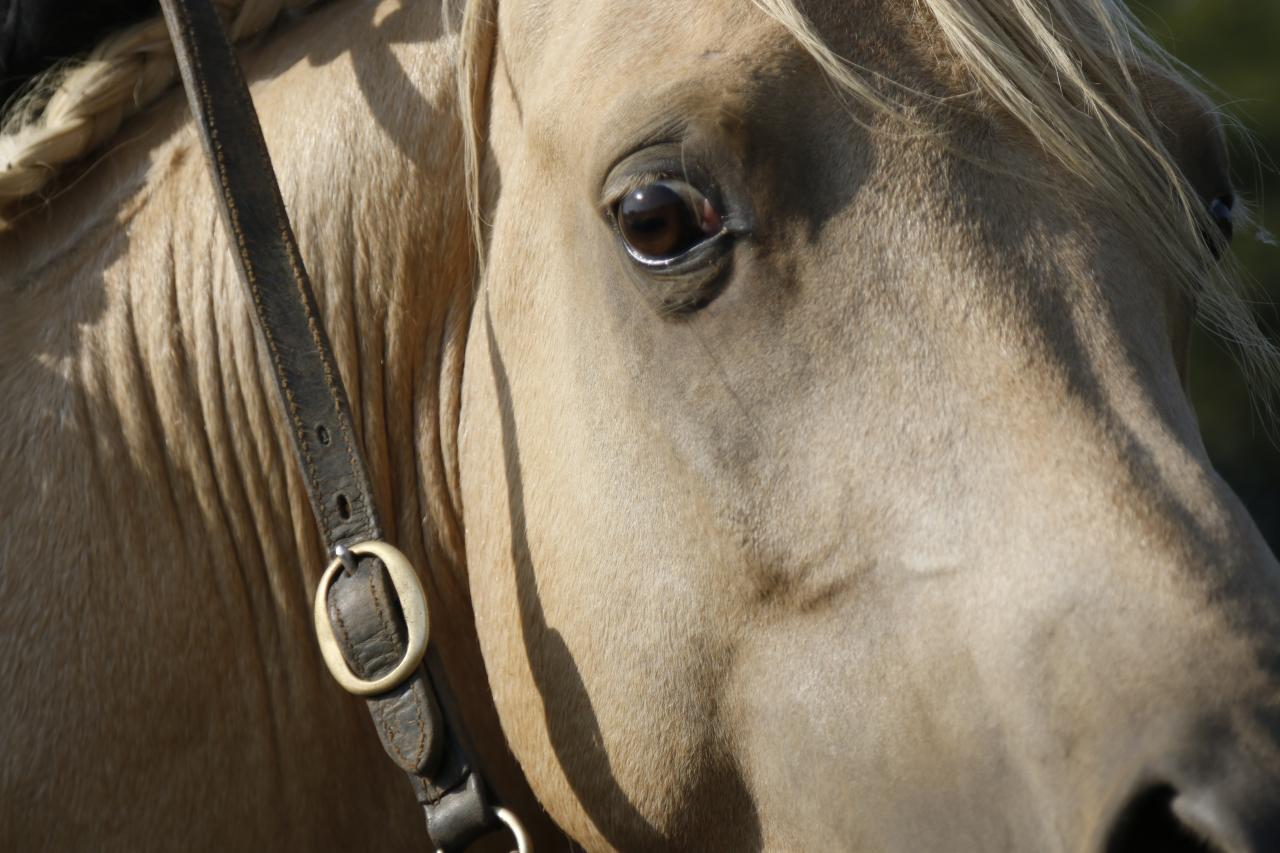 étalon arabe  palomino ecurie de loudjil12