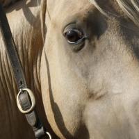 étalon arabe  palomino ecurie de loudjil12