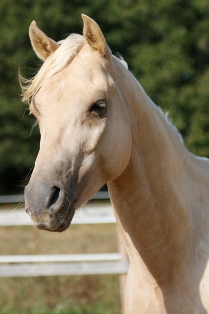 étalon arabe  palomino ecurie de loudjil1bis