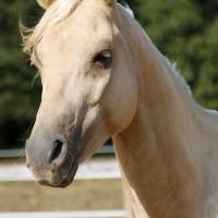 étalon arabe  palomino ecurie de loudjil1bis