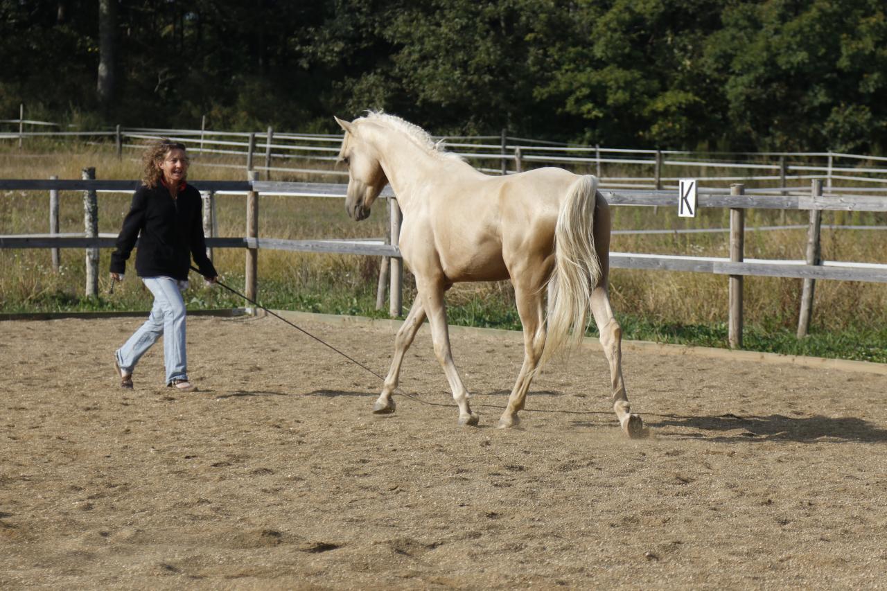 étalon arabe  palomino ecurie de loudjil2