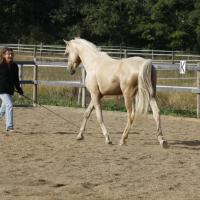 étalon arabe  palomino ecurie de loudjil2