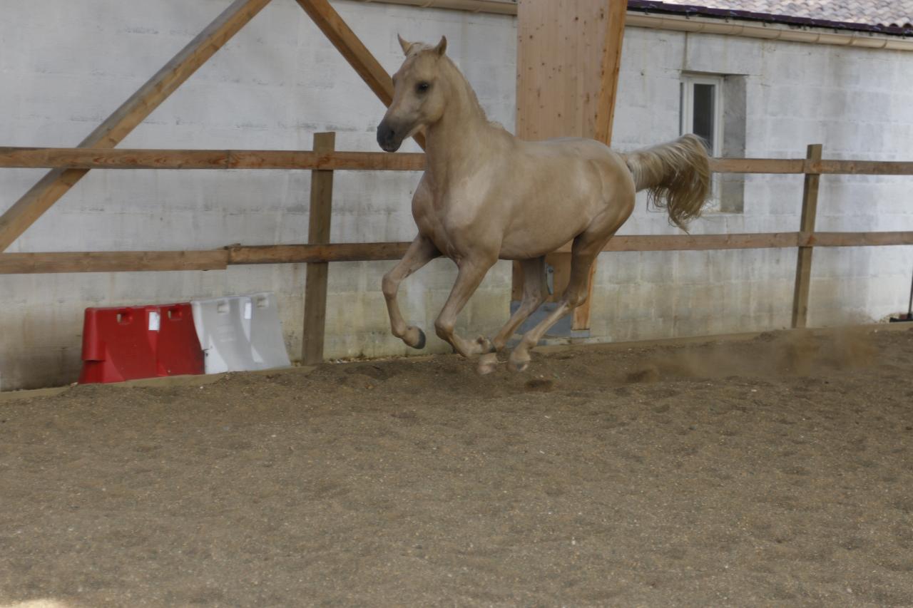 étalon arabe  palomino ecurie de loudjil3