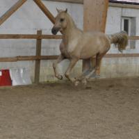 étalon arabe  palomino ecurie de loudjil3