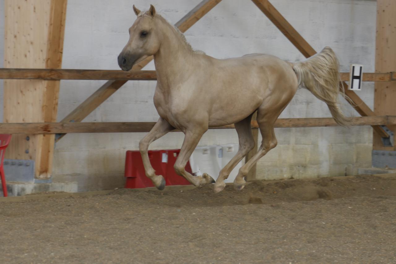 étalon arabe  palomino ecurie de loudjil4