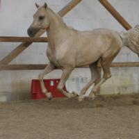 étalon arabe  palomino ecurie de loudjil4