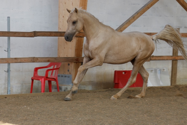 étalon arabe  palomino ecurie de loudjil5