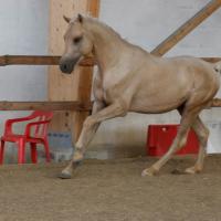 étalon arabe  palomino ecurie de loudjil5