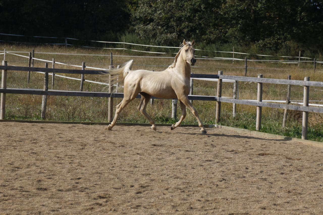 étalon arabe  palomino ecurie de loudjil6