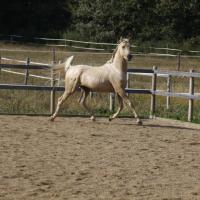 étalon arabe  palomino ecurie de loudjil6