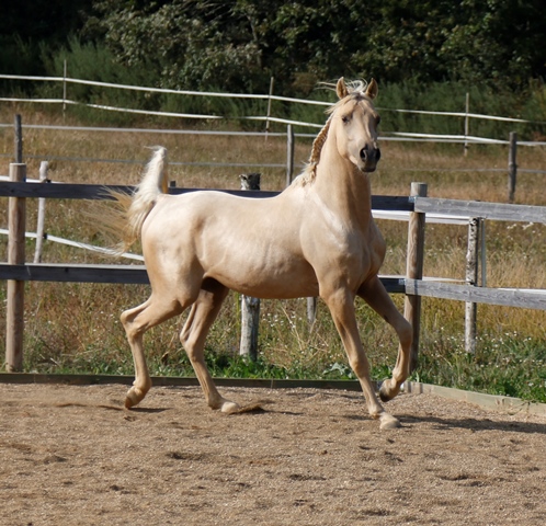 étalon arabe  palomino ecurie de loudjil7