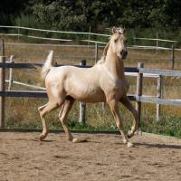 étalon arabe  palomino ecurie de loudjil7