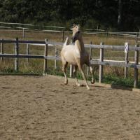 étalon arabe  palomino ecurie de loudjil8