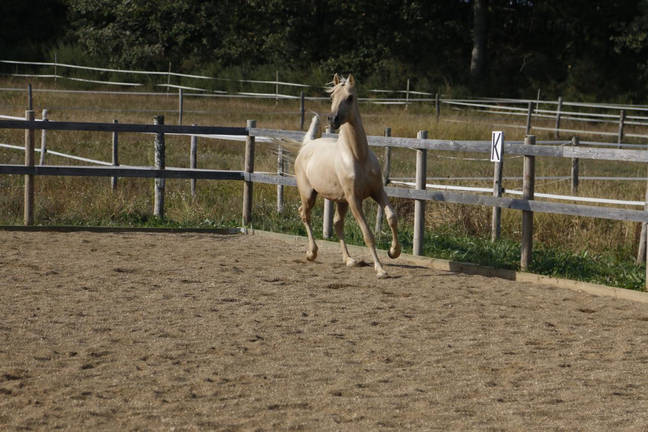 étalon arabe  palomino ecurie de loudjil8