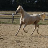 étalon arabe  palomino ecurie de loudjil9