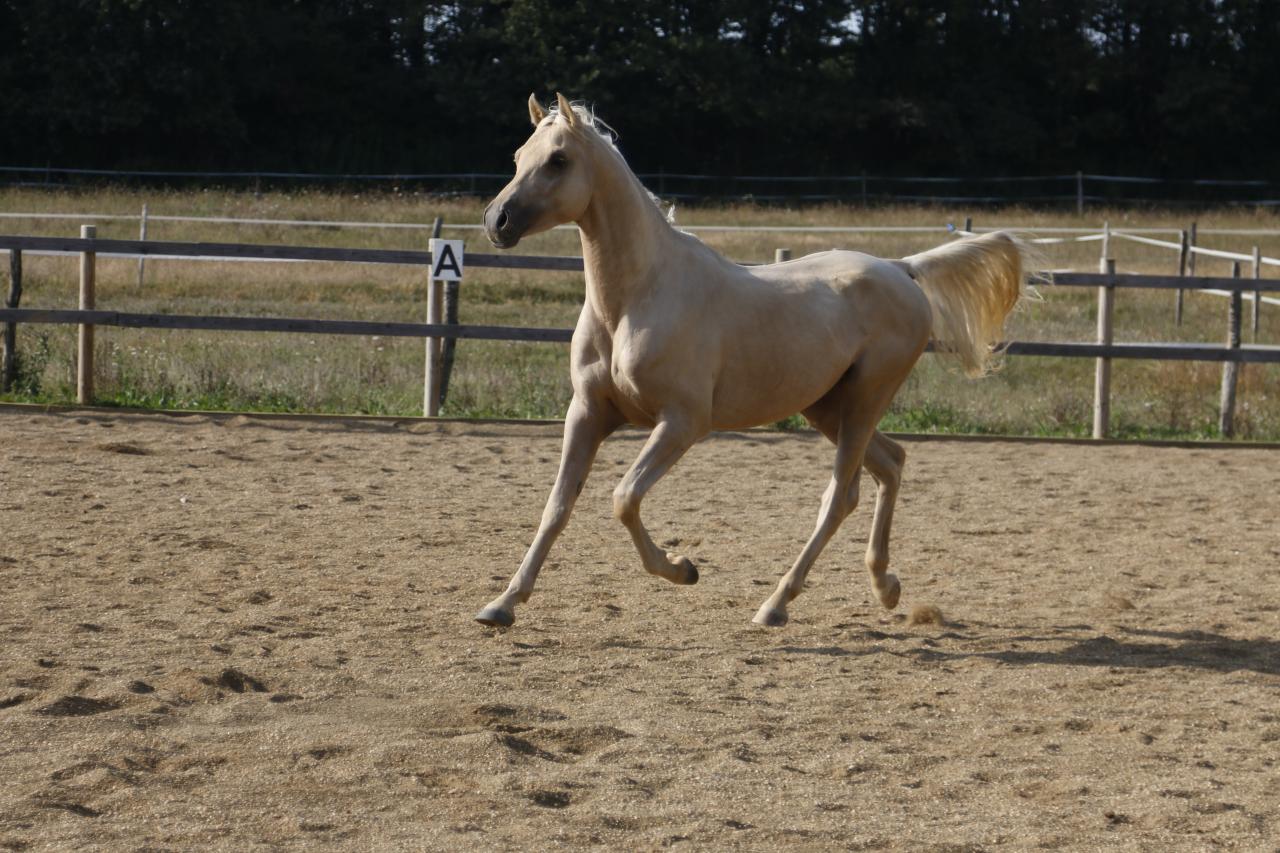 étalon arabe  palomino ecurie de loudjil9