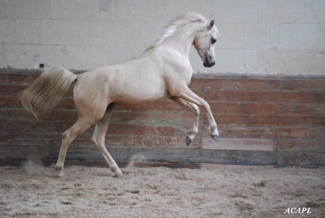 étalon arabe palomino2