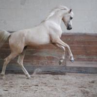 étalon arabe palomino2