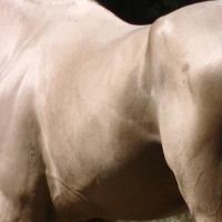 étalon dsa palomino ecurie de loudjil