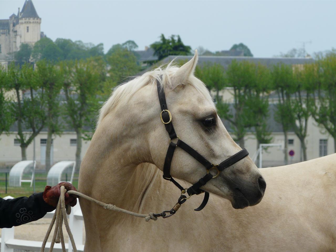 étalon palomino DSA loudjil