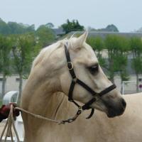 étalon palomino DSA loudjil