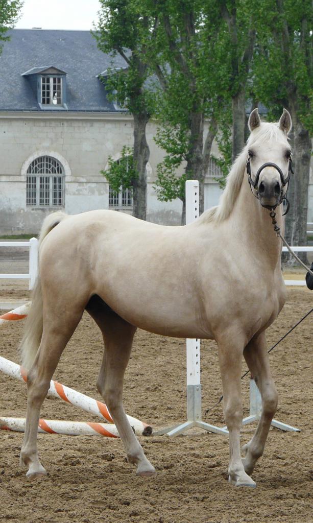 étalon palomino DSA loudjil1