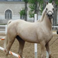 étalon palomino DSA loudjil1