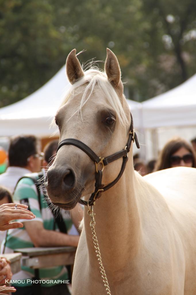 étalon palomino DSA loudjil10